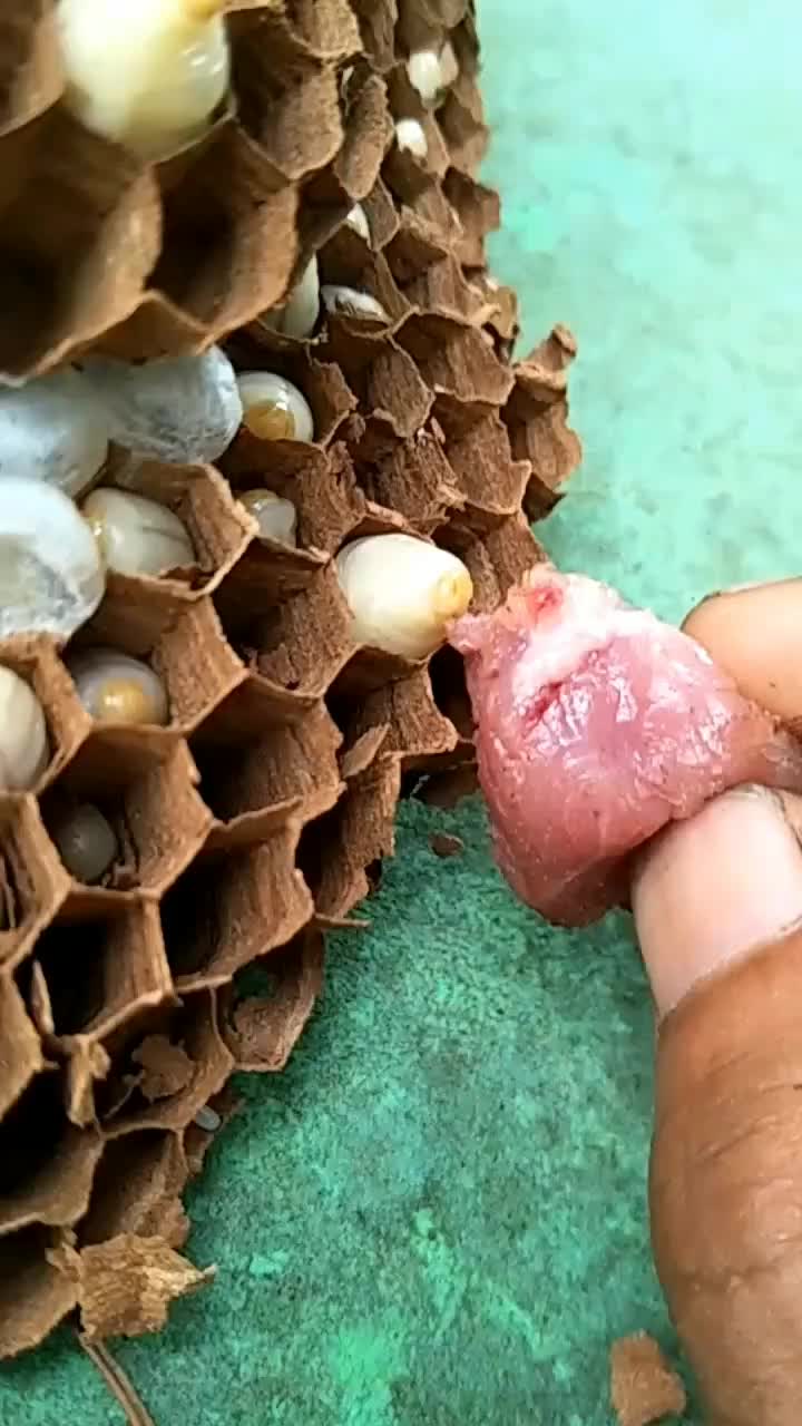 原来蜜蜂小时候长这样?真是长见识了