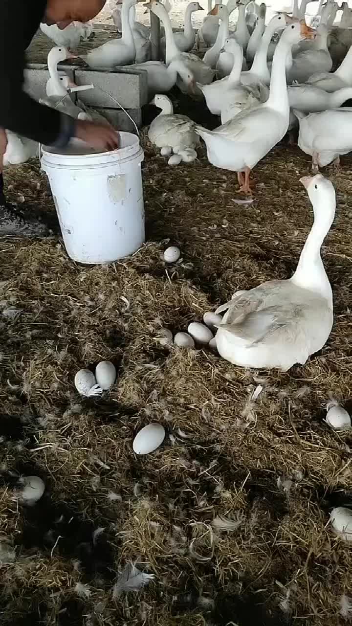 养鹅千日累收蛋一时爽真是遍地是黄金啊