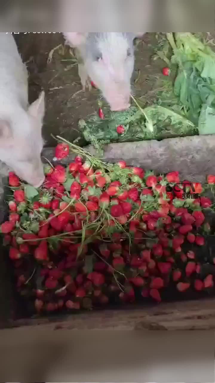 猪圈里的猪都吃上草莓啦知道真相后