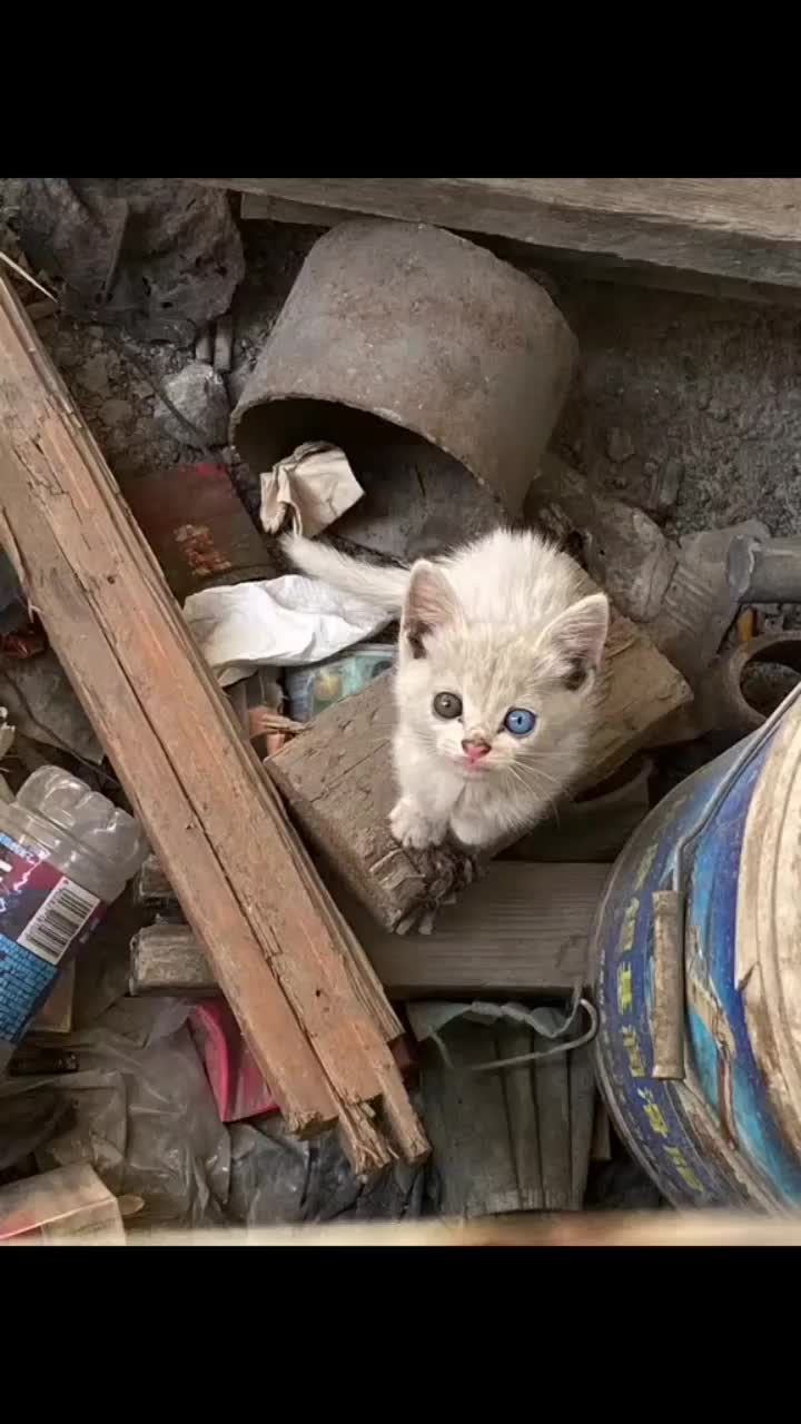 工地发现的流浪猫好可怜还是异瞳的给它买了点火腿肠吃