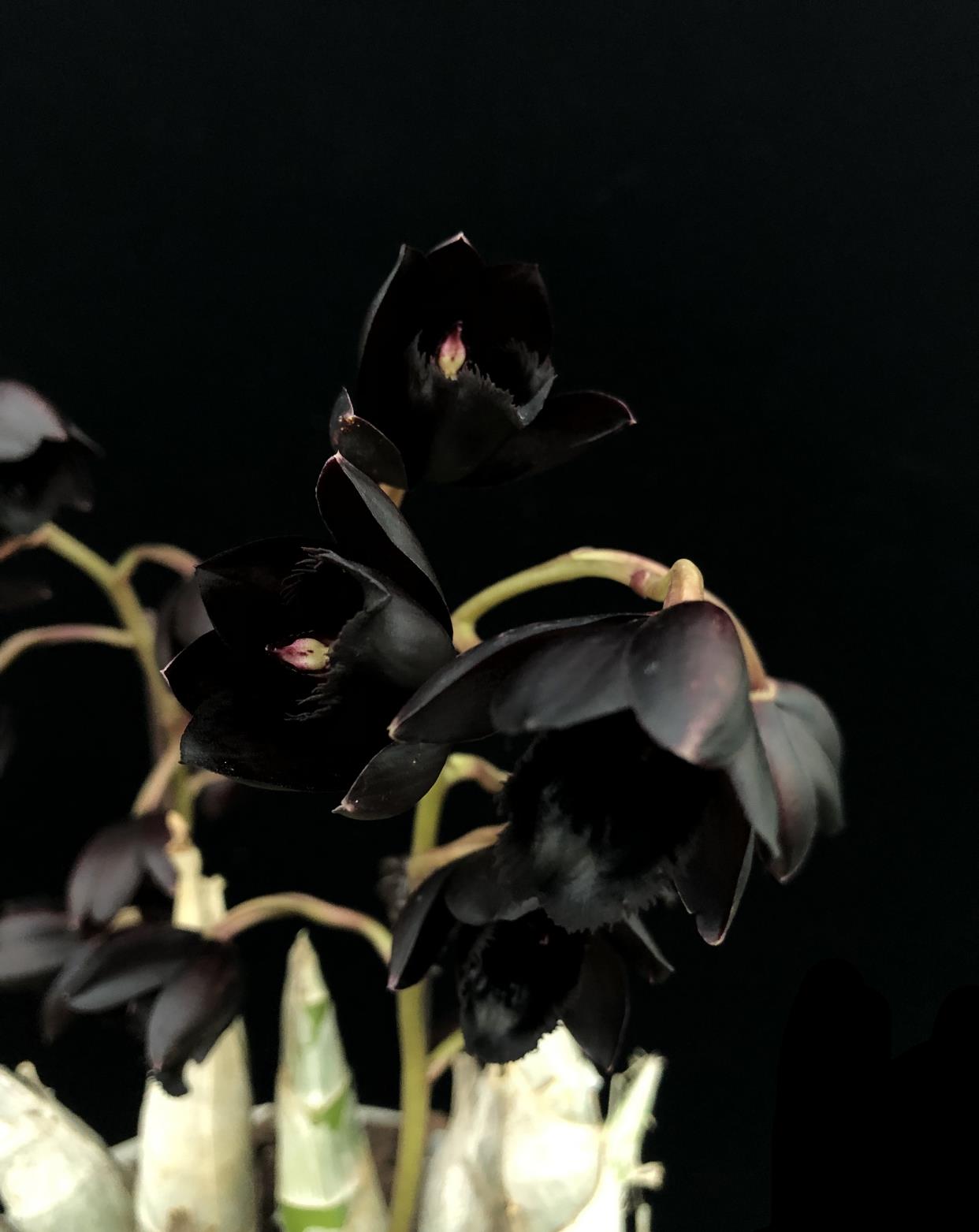 属珍奇类兰花,黑色兰花极为少见,此花具有极高的观赏价值.