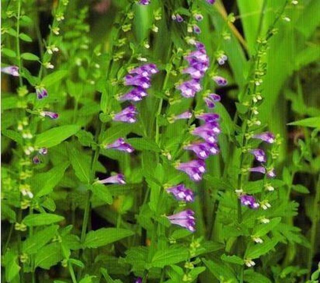 半枝莲好养好看野地里看到挖回家价值高真不错