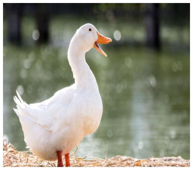 为何活鸭卖50,但是烤鸭一只却只要18?供货商道出背后真相!