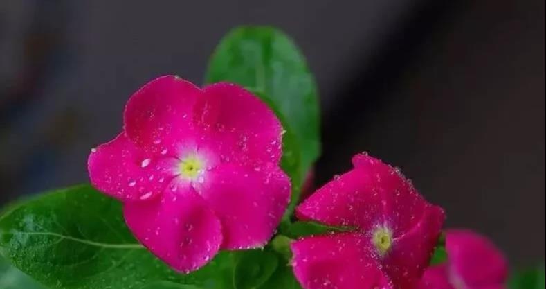 只需掌握此五点,开花就开大半年