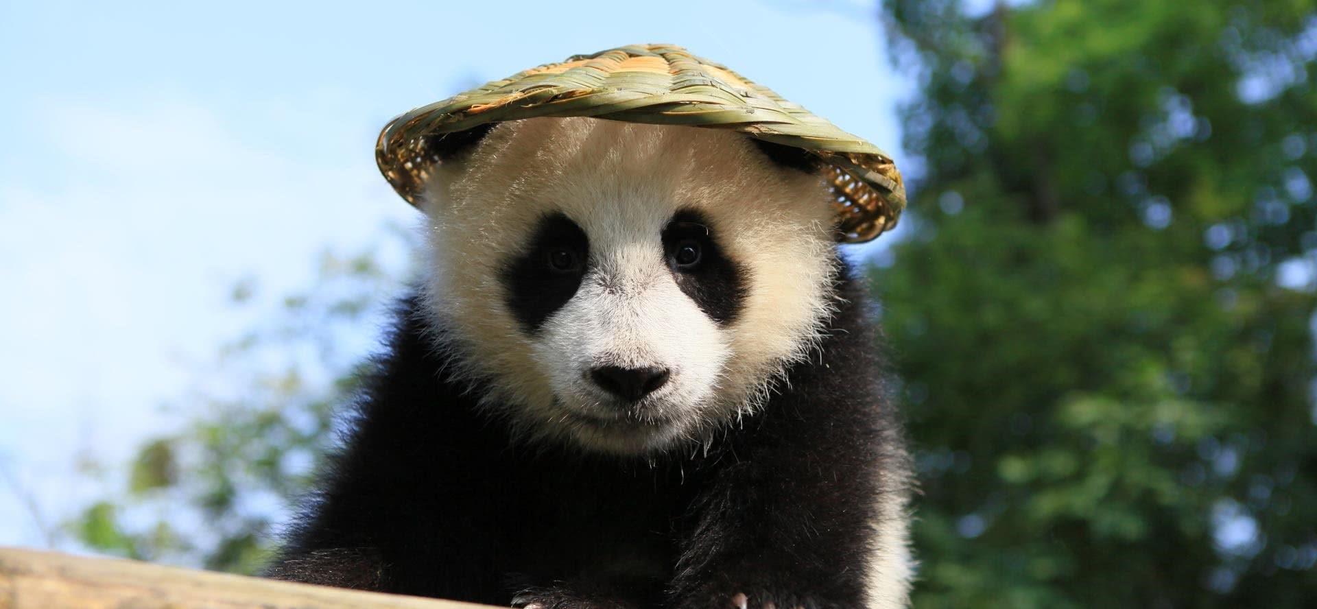 熊猫是我国的国宝,它的数量也不多,和它在同一时代生存的动物们基本