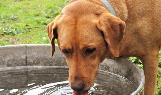 狗狗喜欢喝水是一件好事?突然多喝水,可能是狗狗不健康的征兆