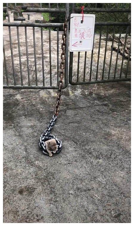 小狗脖子拴着粗大项链,门上挂着内有恶犬,爆笑:自欺欺人