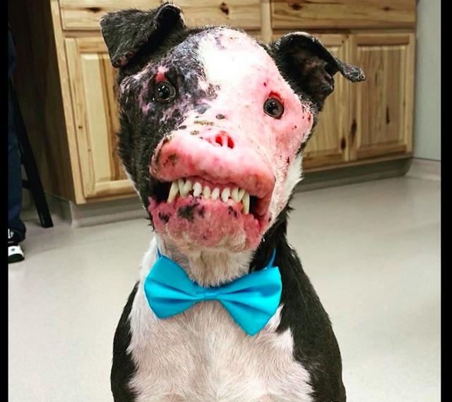 狗狗天生免疫系统有缺陷,恐怖面貌让人不敢靠近,却依然有人爱它