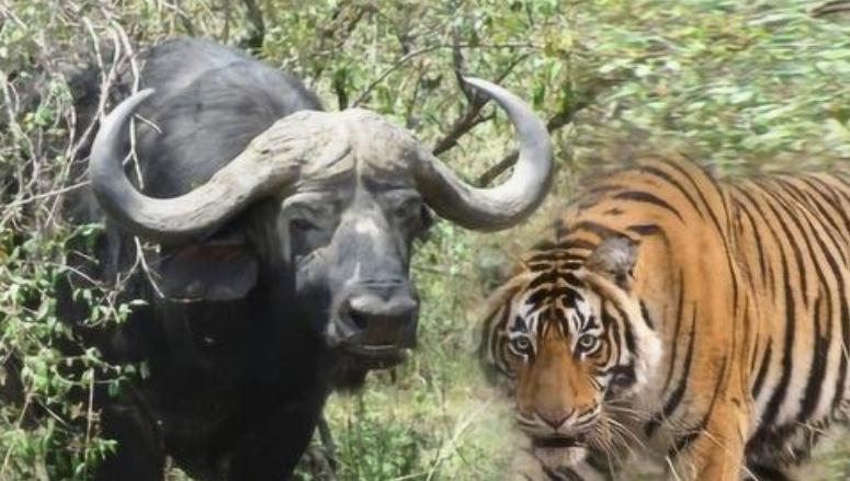 老虎吓得拔腿就跑,野牛见状也追了过去,原来,追老虎的野牛是一种叫做