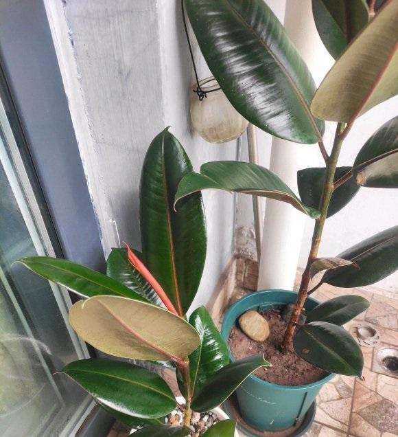 橡皮树是桑科榕属常绿乔木,学名ficuselastica,别名印度榕印度橡胶榕