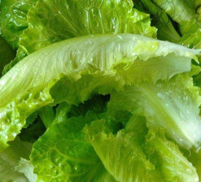 将买来的新鲜生菜用刀把菜根切掉,切掉根以后生菜不需要再掰,叶子就会