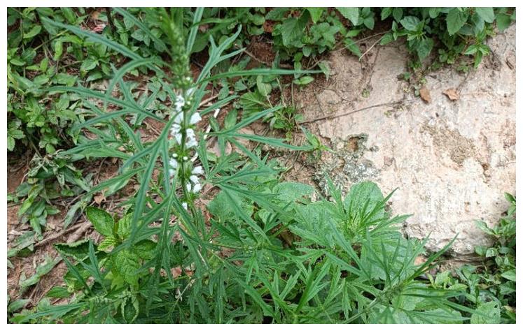 益母草:农村常见的一种野草,被誉为"可解决女性妇科之草"|益母草|野草