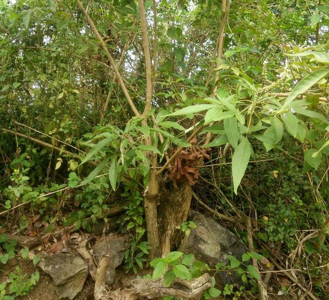 1 / 5 黄荆是马鞭草科植物,属于灌木或者小乔木,它的分布范围在我国也