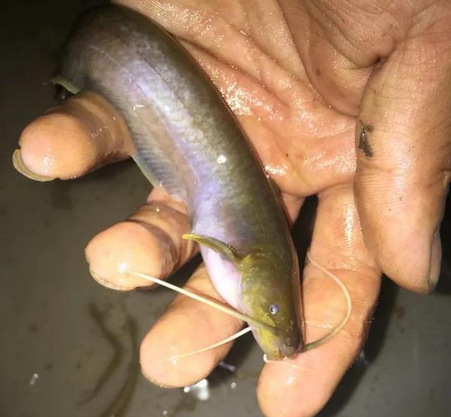 农村溪流里稀有的动物,称之为鱼儿活化石,"它"就是石鲶鱼__财经头条