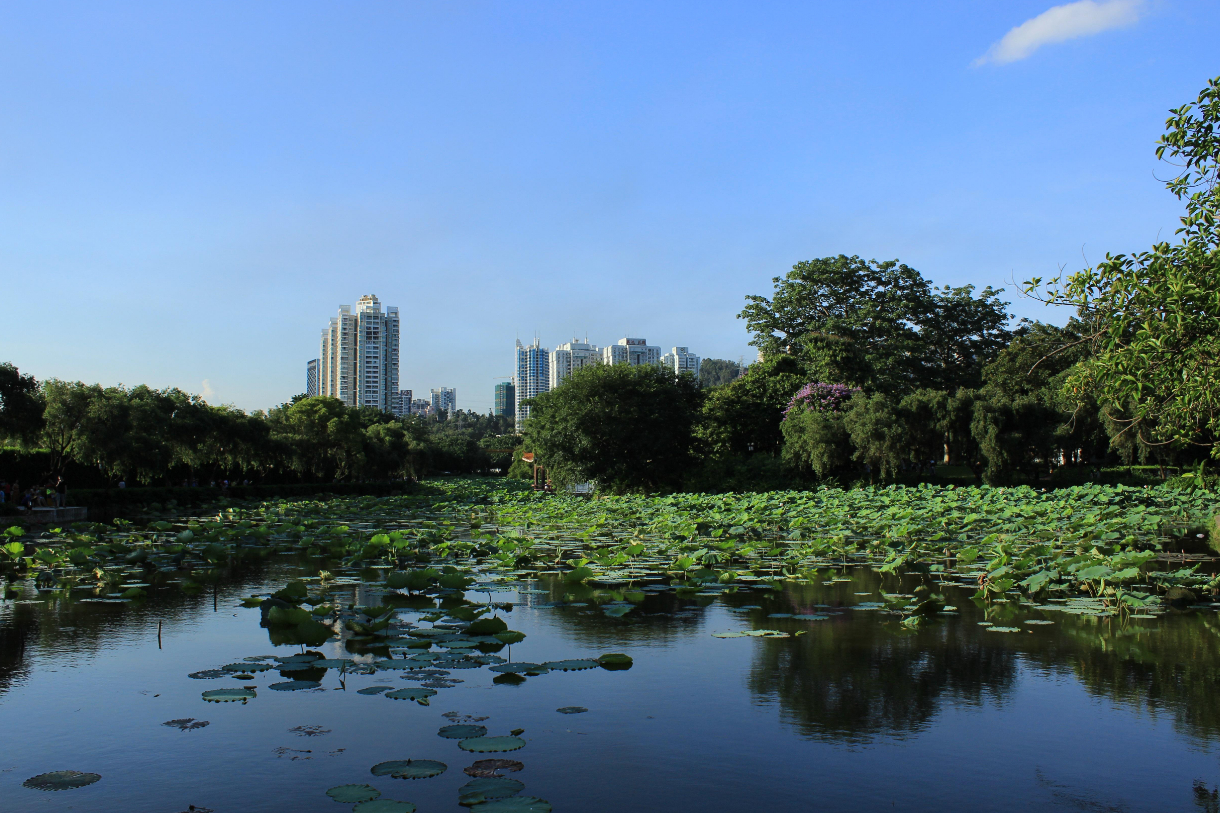 深圳又一公园火了,人称深港"小西湖",门票免费不输白洋淀
