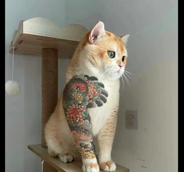 主人给橘猫穿上了纹身袖看起来也太霸气了吧社会橘猫不敢惹
