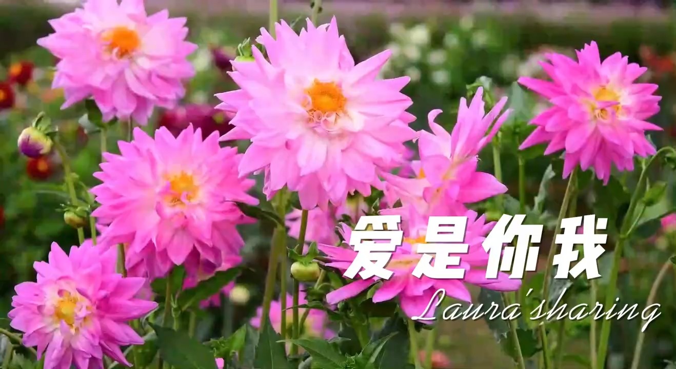 刀郎云朵版本爱是你我，和小沈阳沈春阳版本。谁强谁弱呢？