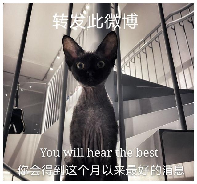 华晨宇的黑猫perper成功出圈 地球猫竟意外成为好运锦鲤 财经头条