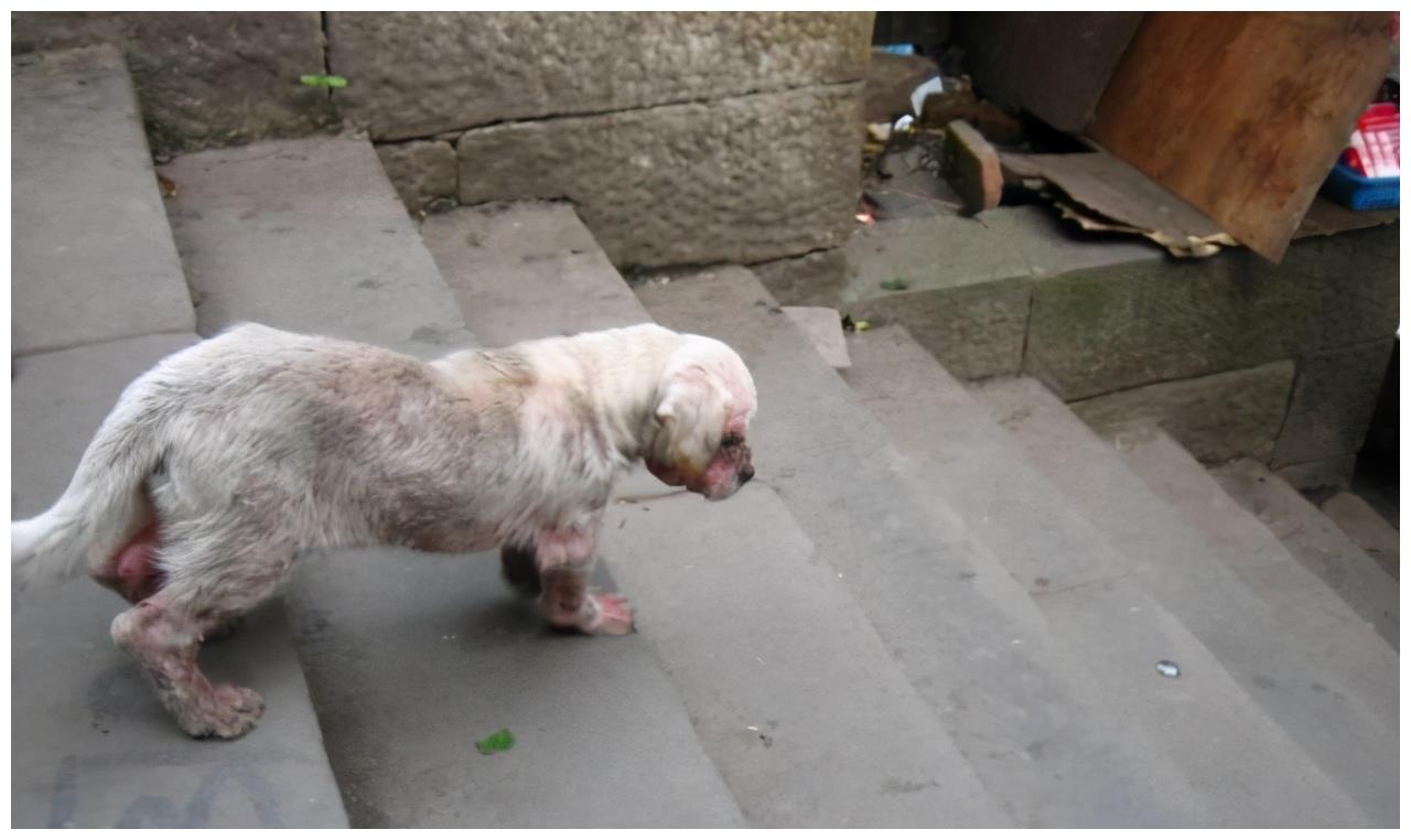 可怜的流浪狗,你们的出现,全都是"爱狗人士"造成的!