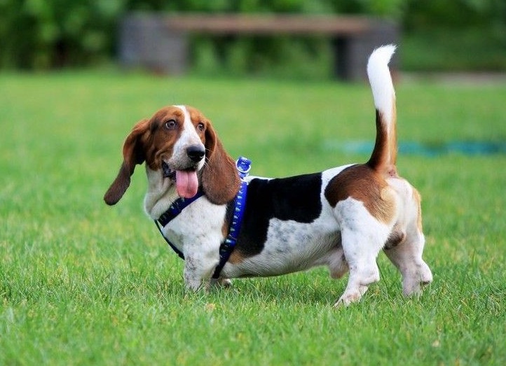 seo站长工具长尾词