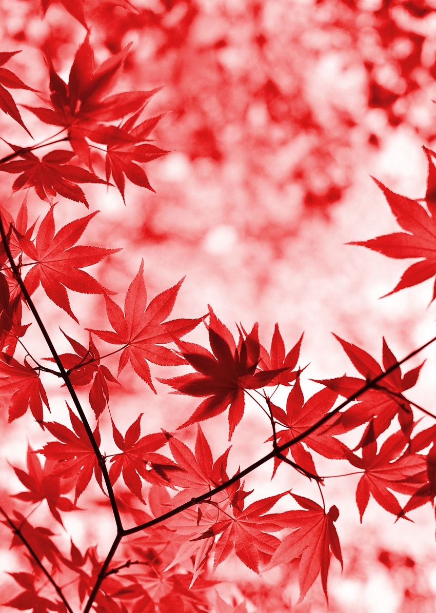 壁纸 自然景色 鲜艳靓丽 美丽迷人 12张自然风景图片 高清图集 新浪网