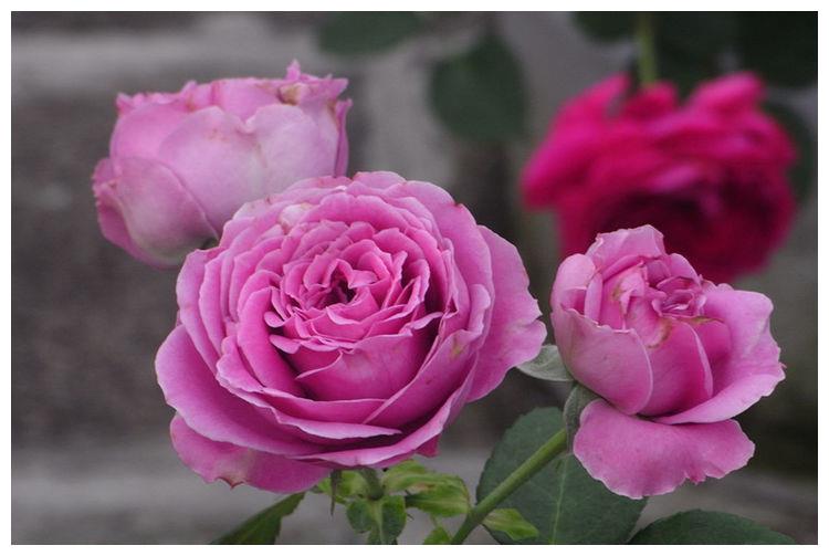 农历7月29日开始 养花养个耐看的 花美似牡丹 高颜值易成活 农历7月29日开始 养花养个耐看的 花美似牡丹 高颜值易成活