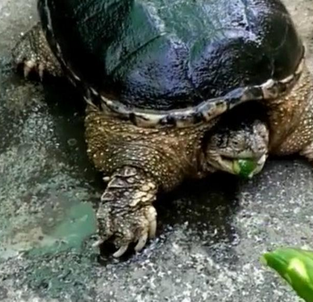 游客拿辣椒喂食乌龟,乌龟吃了一口后,辣成这样惹人爆笑