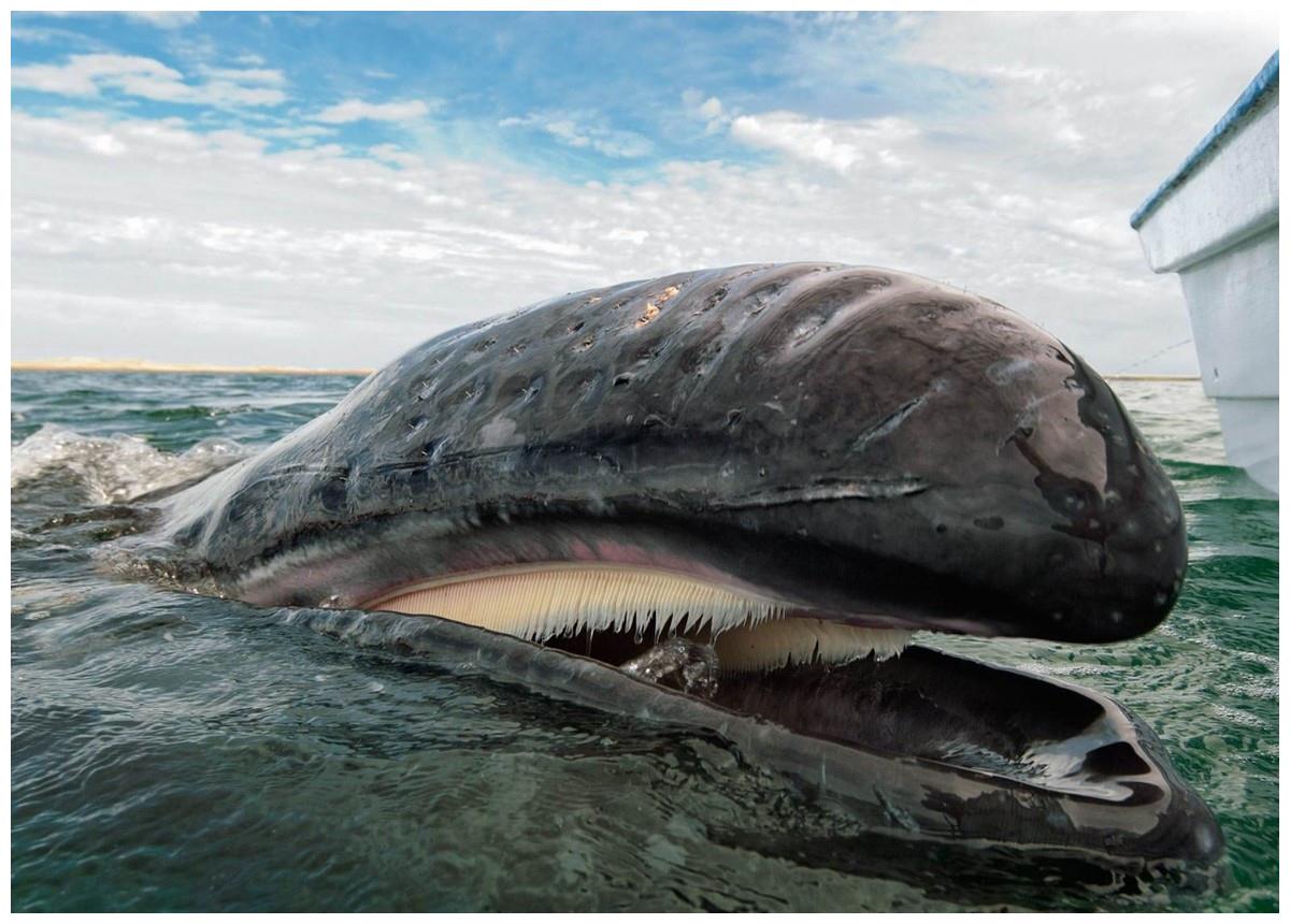 鲸鱼曾是水陆两栖动物?下水5000多万年,为何没进化出腮?__财经头条