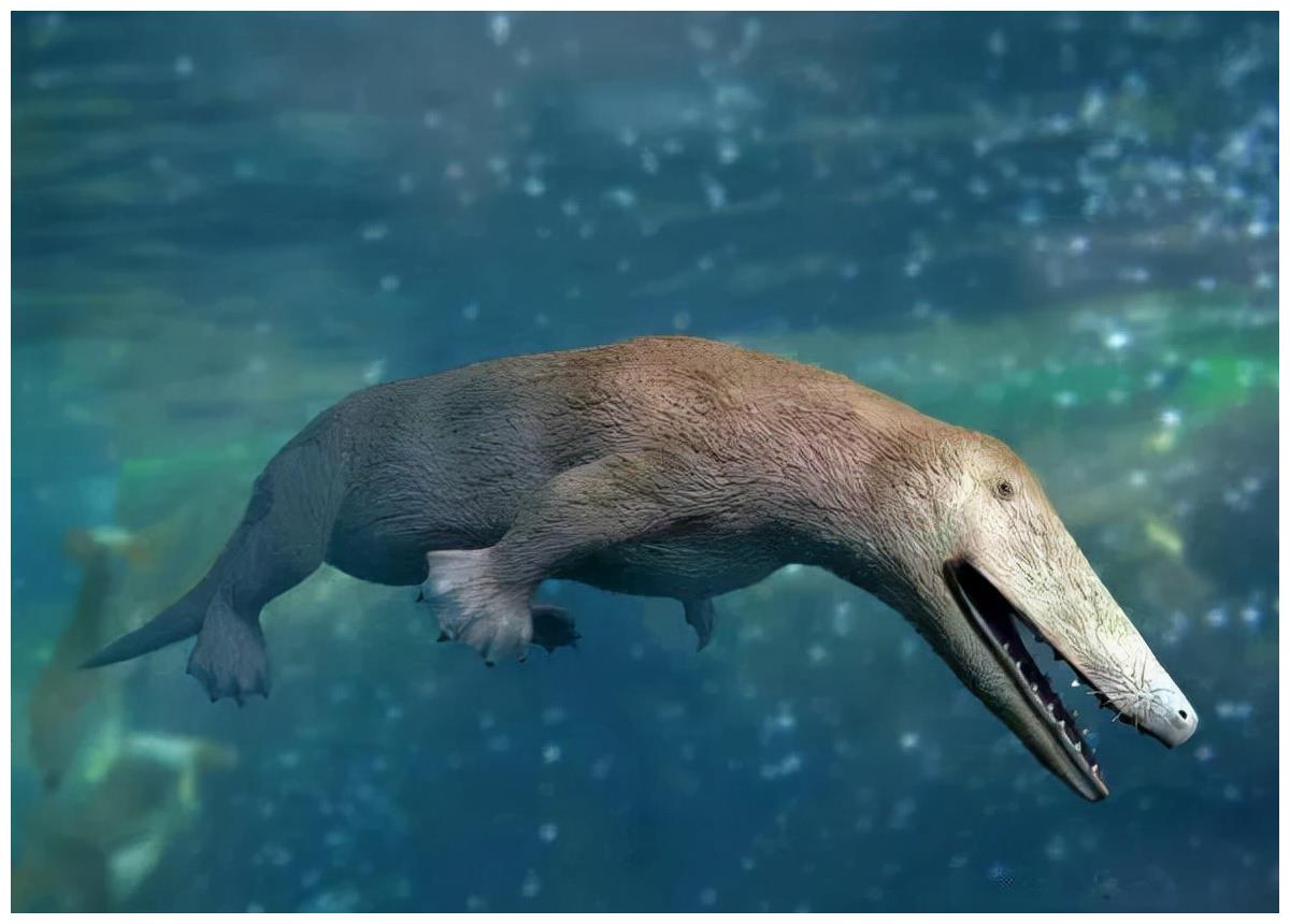 鲸鱼曾是水陆两栖动物?下水5000多万年,为何没进化出腮?__财经头条