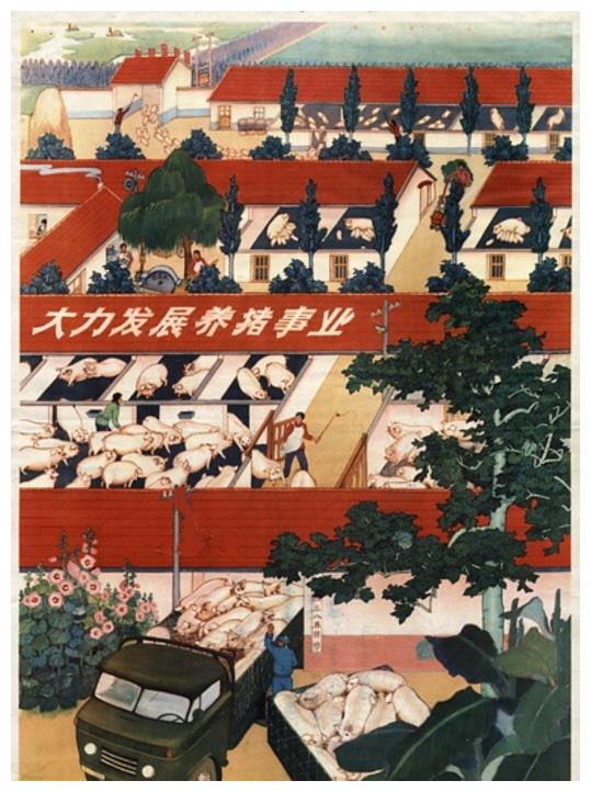 老版宣传画大力发展养猪事业