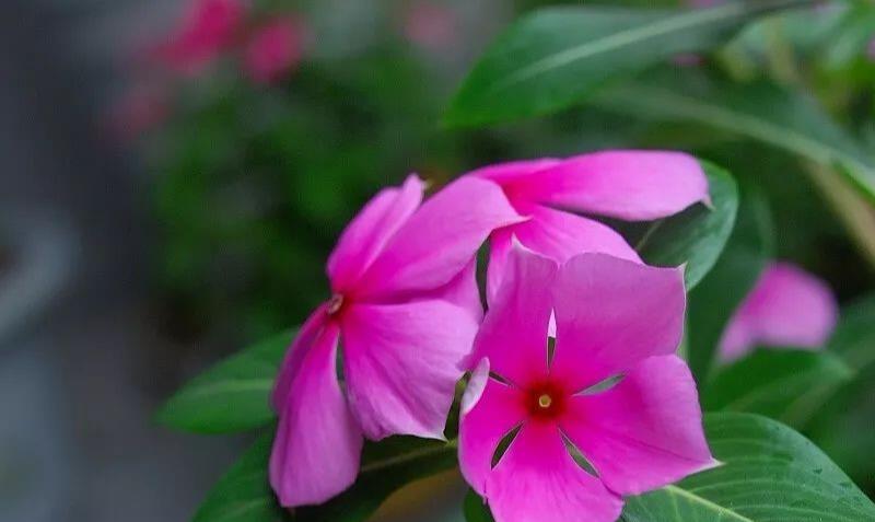 长春花爆花的秘诀是?只需掌握此五点,开花就开大半年