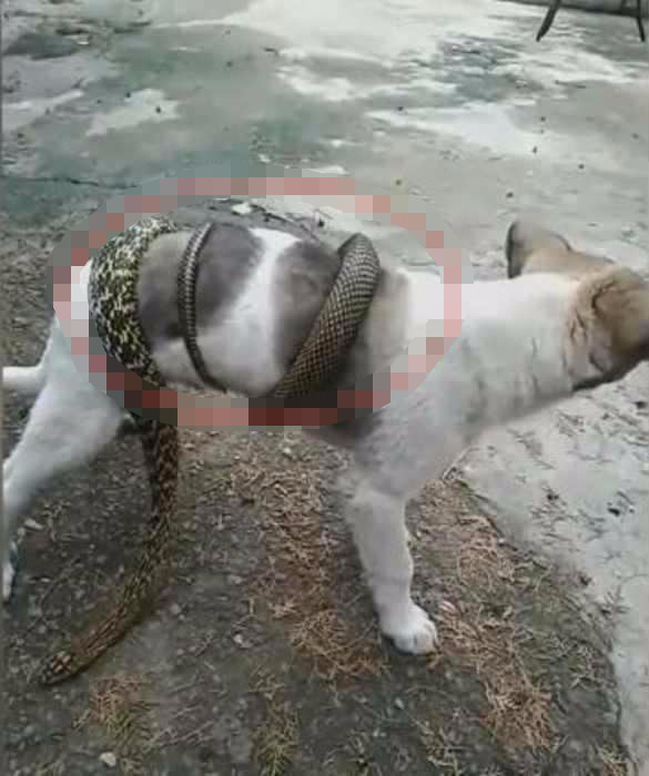 男子抓到一条大蛇,直接丢在了狗身上,眼前一幕让人害怕|菜花蛇|狗狗|