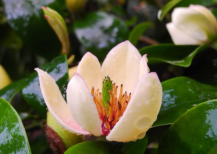 含笑一株,花似莲,香优雅,养护就3点,花叶繁茂人人爱她