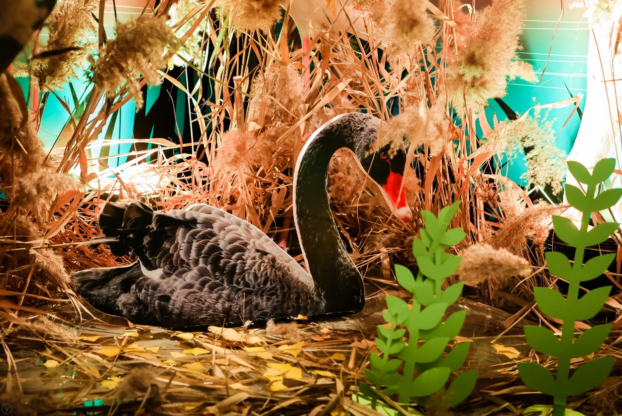 手机摄影实力全面进化vivo s7创意摄影展将"动物园"搬进咖啡厅