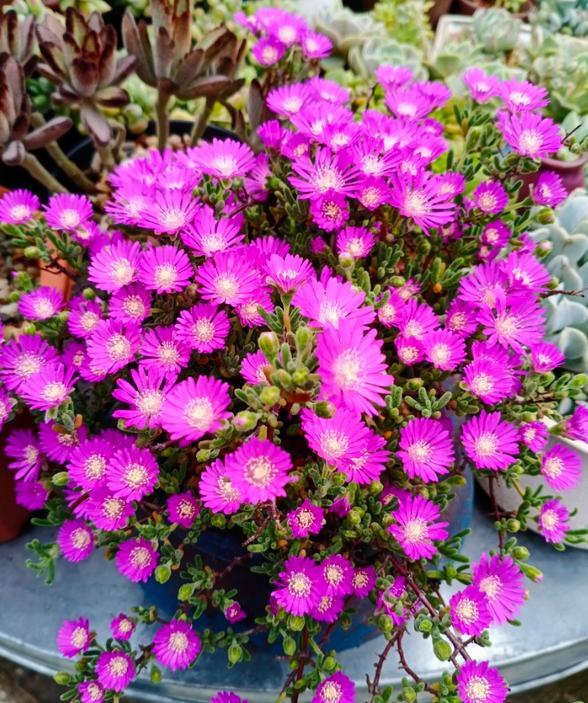 6/ 6枝干番杏开花的时间是在春节,3月份前后,开花前可以适量补充少量