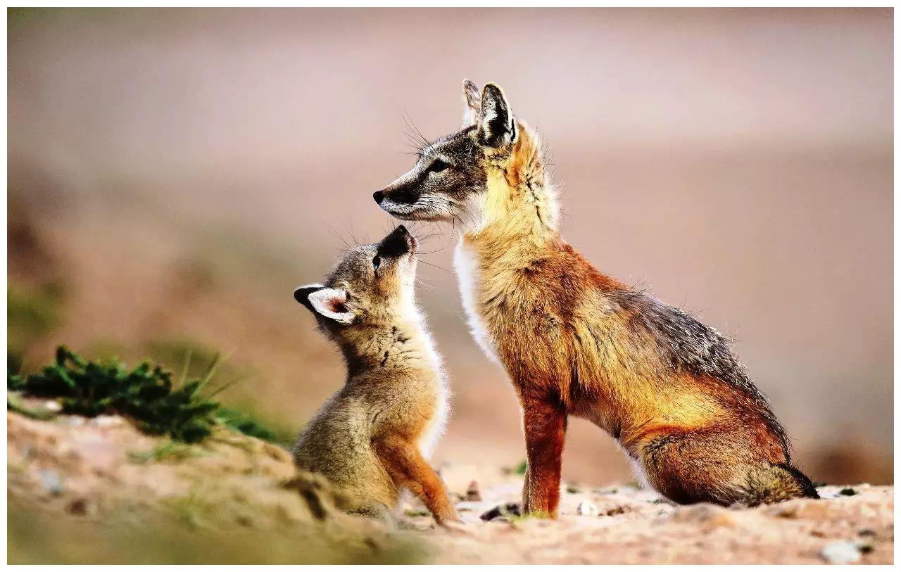 民间故事:农夫收留狐狸母子,被狼围堵,紧急时刻,狐母冲了上去