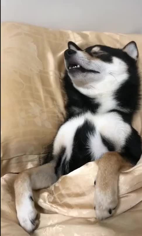 二哈睡觉打呼噜主人拍下这爆笑的一幕太搞笑了