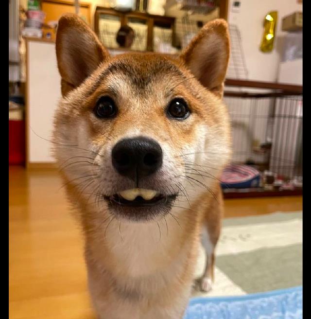 狗狗吃玉米的时候两个门牙被玉米卡住了还以为它变成了兔子呢