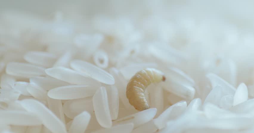 大米凭空长出米虫米粒里产卵每颗米饭都有可能含有虫卵