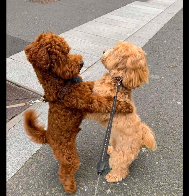 两只泰迪很久没见了,一见面就抱在一起还亲嘴,撒狗粮了啊