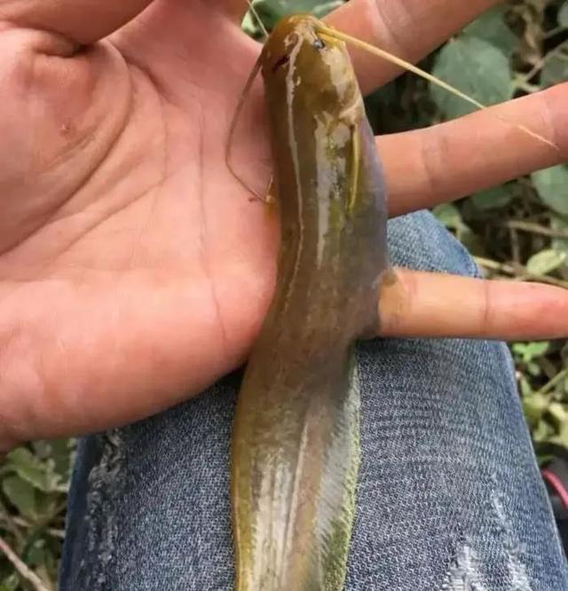 农村溪流里稀有的动物,称之为鱼儿活化石,"它"就是石鲶鱼__财经头条