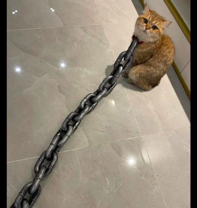 主人用大铁链拴住猫咪还以为是在虐猫其实是用塑料做的