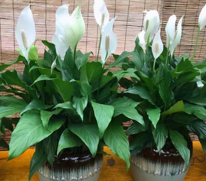 种喜欢水的花,冬天喝水不能断,保持湿润才能绿油油休闲区蓝鸢梦想 - Www.slyday.coM 种喜欢水的花,冬天喝水不能断,保持湿润才能绿油油休闲区蓝鸢梦想 - Www.slyday.coM