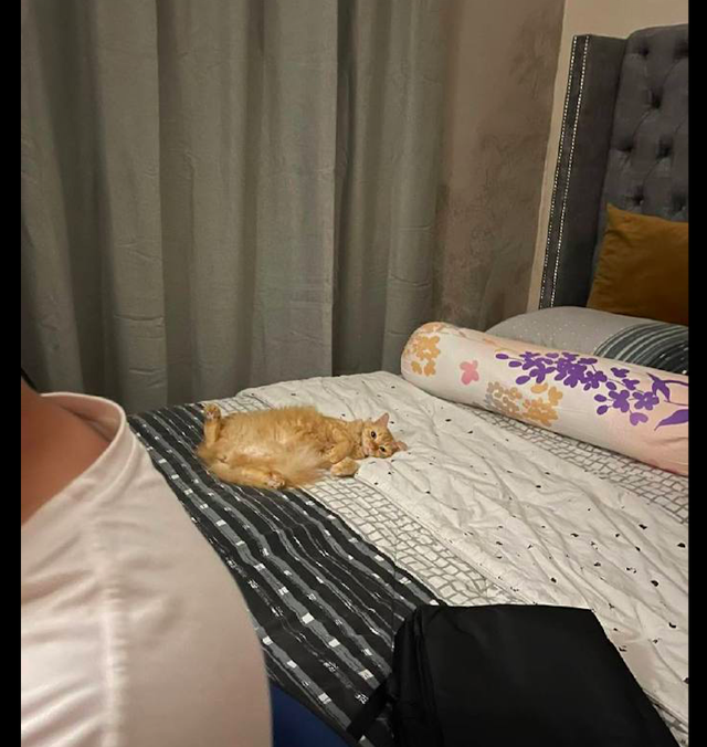 猫咪躺在床上一副大爷的姿态：铲屎的，还没好吗？我等你很久了！