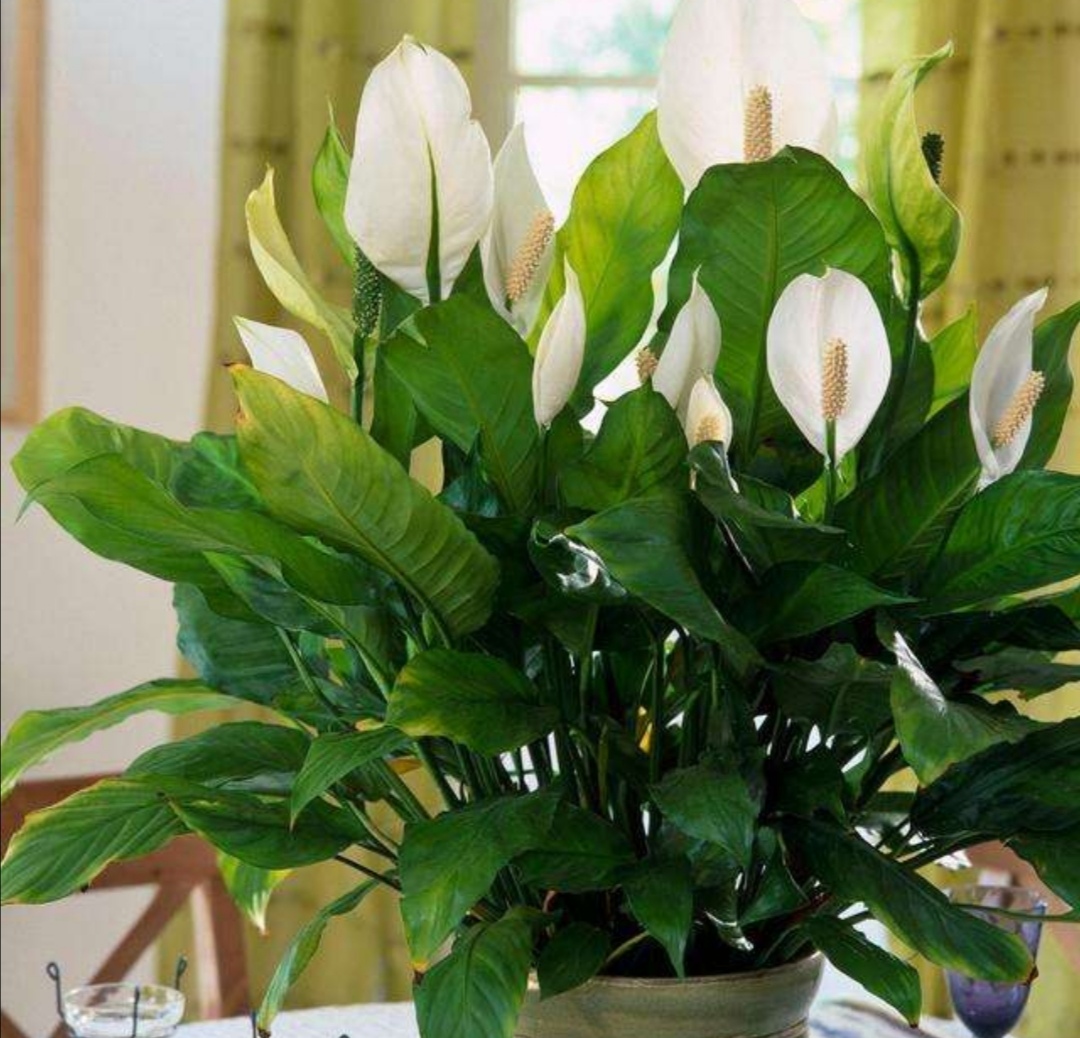 漂亮的5种植物,喜阴怕晒,家里没有阳光也能养得旺盛_高清图集_新浪网