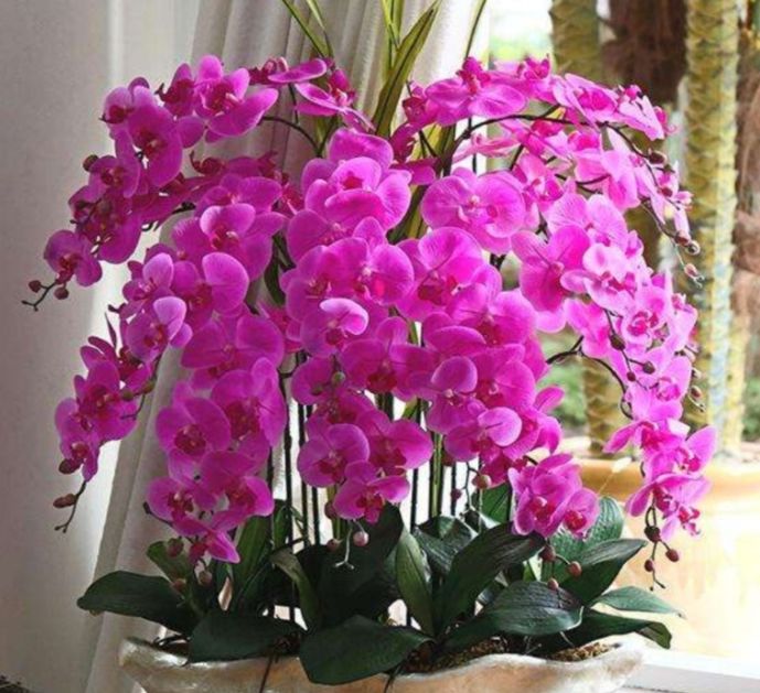 5种花养在家里,开花吉祥又喜庆,美丽鲜花,家里变成小花园__财经头条