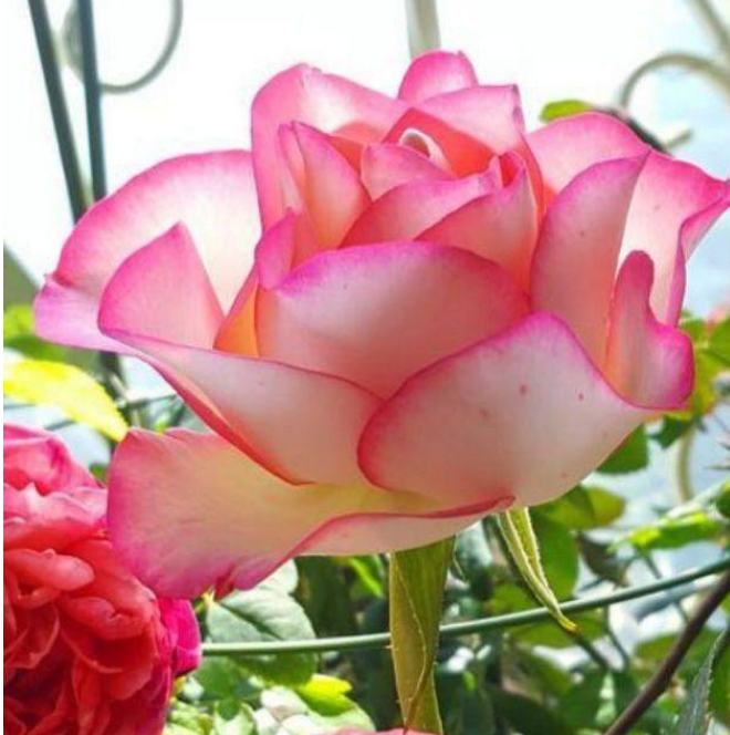 开花香的3种花花朵大花期长比牡丹还美年年开花美美哒