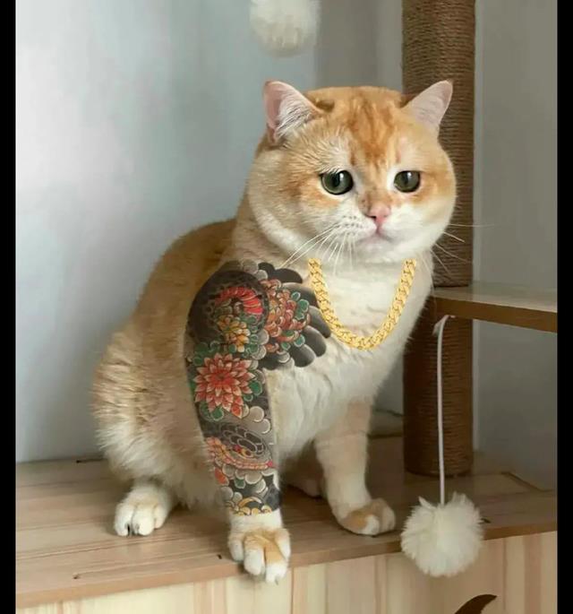 主人给橘猫穿上了纹身袖看起来也太霸气了吧社会橘猫不敢惹
