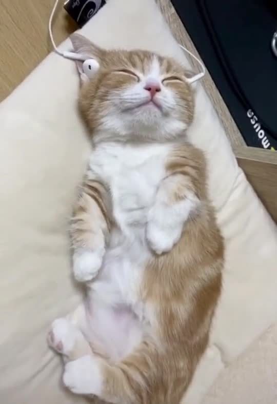 猫咪:听着歌,睡上一会,这日子过得舒坦!