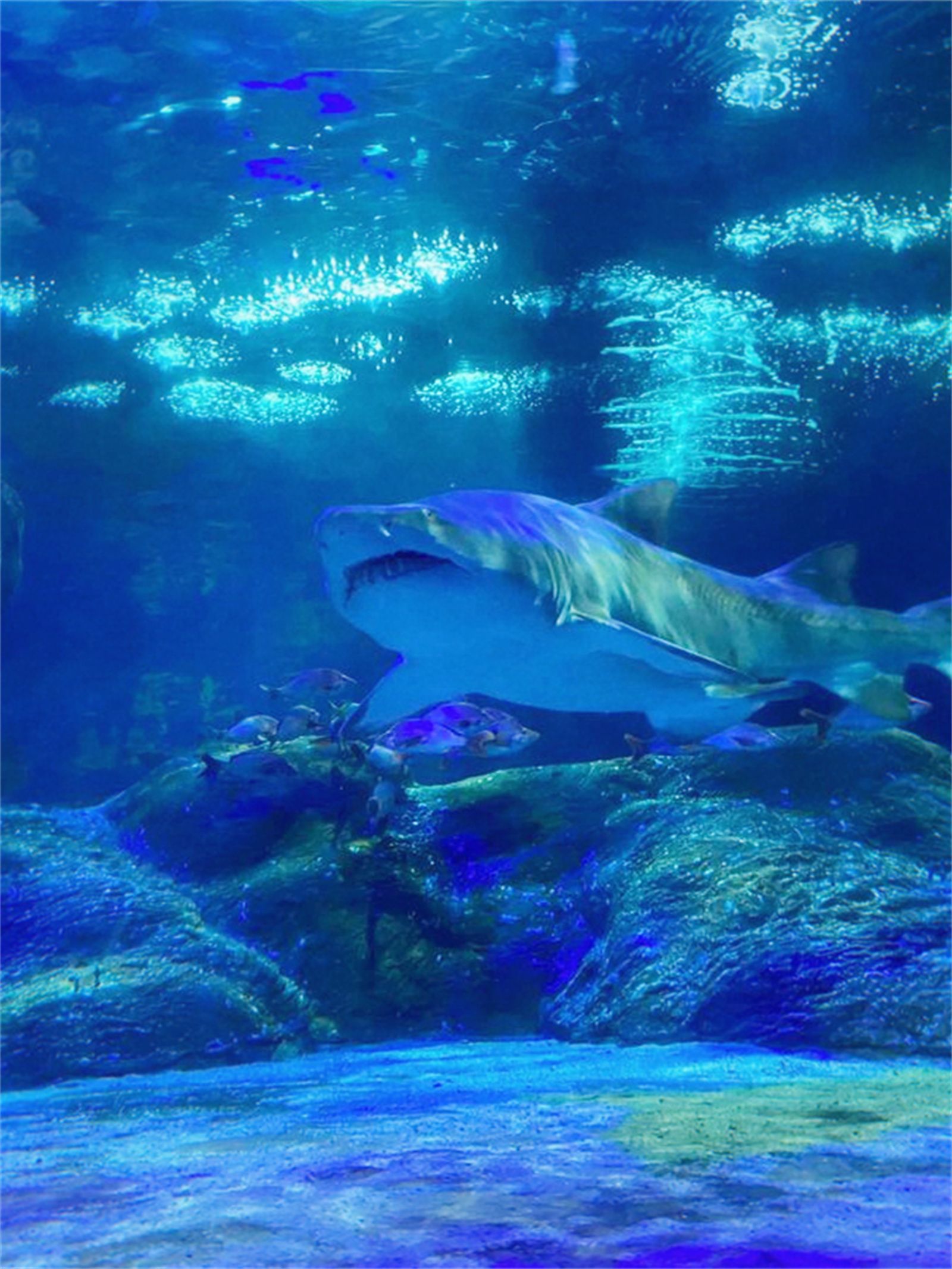 亲子拍照圣地——日照海洋公园游玩攻略|海洋公园|游玩攻略|日照_新浪